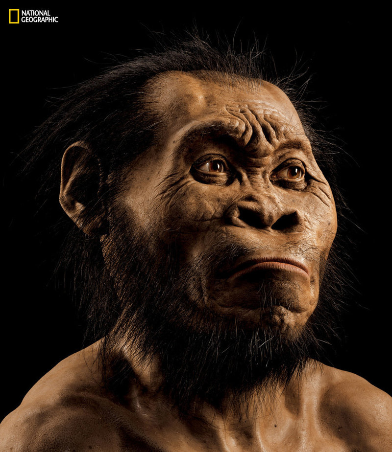 Illustration for article titled Hallan un posible antepasado inédito de los seres humanos: el Homo naledi